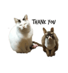 猫のぶーこさん（個別スタンプ：14）
