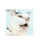 猫のぶーこさん（個別スタンプ：15）