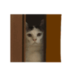 猫のぶーこさん（個別スタンプ：16）