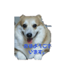 コーギーズ1（個別スタンプ：1）