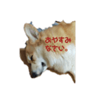 コーギーズ1（個別スタンプ：4）
