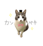 うちねこスタンプ作ったよ3個目（個別スタンプ：3）