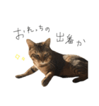 うちねこスタンプ作ったよ3個目（個別スタンプ：7）