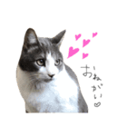 うちねこスタンプ作ったよ3個目（個別スタンプ：9）
