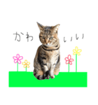 うちねこスタンプ作ったよ3個目（個別スタンプ：11）
