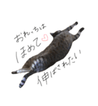 うちねこスタンプ作ったよ3個目（個別スタンプ：13）