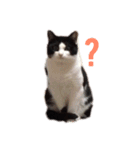 コロコロころすけ（個別スタンプ：4）