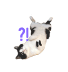 コロコロころすけ（個別スタンプ：5）