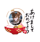 チョコタンチワワ あんこちゃんのお正月（個別スタンプ：2）