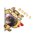 チョコタンチワワ あんこちゃんのお正月（個別スタンプ：3）