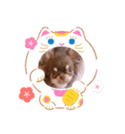 チョコタンチワワ あんこちゃんのお正月（個別スタンプ：7）
