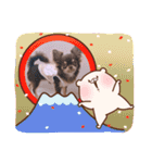チョコタンチワワ あんこちゃんのお正月（個別スタンプ：9）