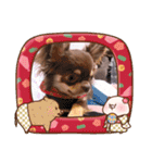 チョコタンチワワ あんこちゃんのお正月（個別スタンプ：10）