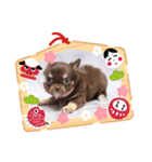 チョコタンチワワ あんこちゃんのお正月（個別スタンプ：14）