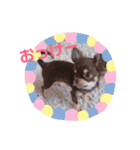 チョコタンチワワ あんこちゃんのお正月（個別スタンプ：15）