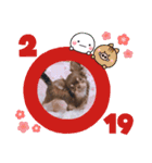 チョコタンチワワ あんこちゃんのお正月（個別スタンプ：17）