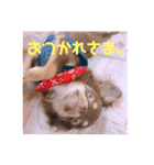 チョコタンチワワ あんこちゃんのお正月（個別スタンプ：18）