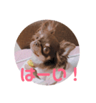 チョコタンチワワ あんこちゃんのお正月（個別スタンプ：19）