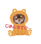 チョコタンチワワ あんこちゃんのお正月（個別スタンプ：20）