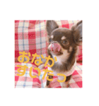 チョコタンチワワ あんこちゃんのお正月（個別スタンプ：21）