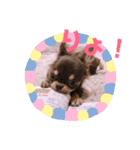 チョコタンチワワ あんこちゃんのお正月（個別スタンプ：22）