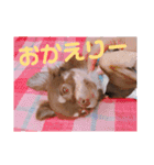 チョコタンチワワ あんこちゃんのお正月（個別スタンプ：23）