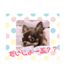 チョコタンチワワ あんこちゃんのお正月（個別スタンプ：24）