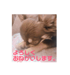 チョコタンチワワ あんこちゃんのお正月（個別スタンプ：25）