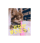チョコタンチワワ あんこちゃんのお正月（個別スタンプ：26）