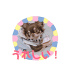 チョコタンチワワ あんこちゃんのお正月（個別スタンプ：28）