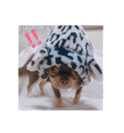 チョコタンチワワ あんこちゃんのお正月（個別スタンプ：29）
