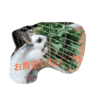 メロンさん①（個別スタンプ：5）