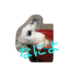 メロンさん①（個別スタンプ：14）