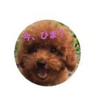 ワンコファミリー（個別スタンプ：1）