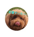 ワンコファミリー（個別スタンプ：2）