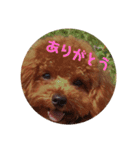 ワンコファミリー（個別スタンプ：15）