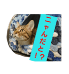 mutsu stamp（個別スタンプ：2）