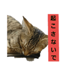 mutsu stamp（個別スタンプ：11）