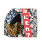 mutsu stamp（個別スタンプ：14）