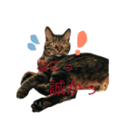 殿様猫の慶次郎（個別スタンプ：1）