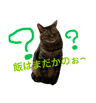 殿様猫の慶次郎（個別スタンプ：2）