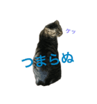 殿様猫の慶次郎（個別スタンプ：4）