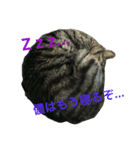 殿様猫の慶次郎（個別スタンプ：6）