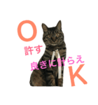 殿様猫の慶次郎（個別スタンプ：7）