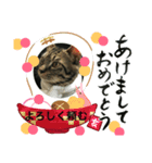 殿様猫の慶次郎（個別スタンプ：8）