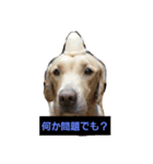 犬.dog1（個別スタンプ：5）