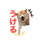 みんなのだいちゃん（個別スタンプ：3）