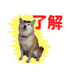 みんなのだいちゃん（個別スタンプ：11）
