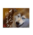みんなのだいちゃん（個別スタンプ：20）