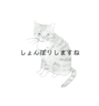 おすわり猫（個別スタンプ：26）
